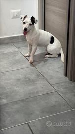 Jack russell