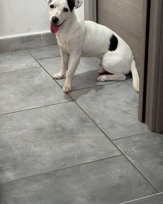 Jack russell