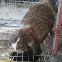 Coniglietti ariete nano