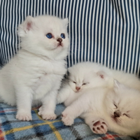 British shorthair gattini