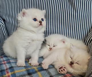 British shorthair gattini