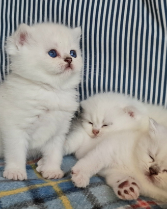 British shorthair gattini