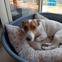 Jack russel per monta