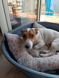 Jack russel per monta