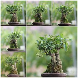 Prebonsai Piracanta