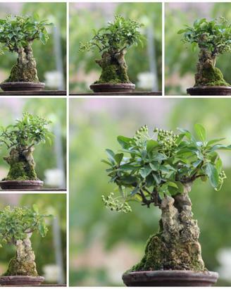 Prebonsai Piracanta