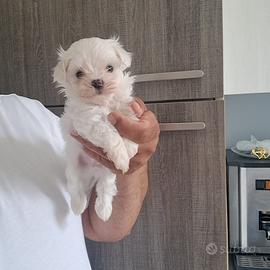 Maltese Toy