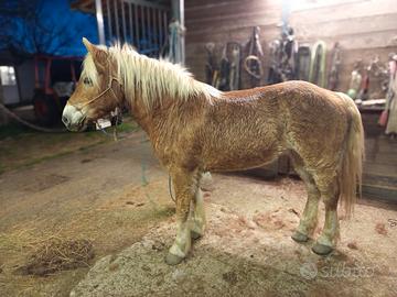 Cavalla HAFLINGER