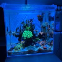 Acquario aqupet 40x40