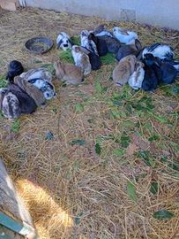 Cuccioli di coniglio Ariete