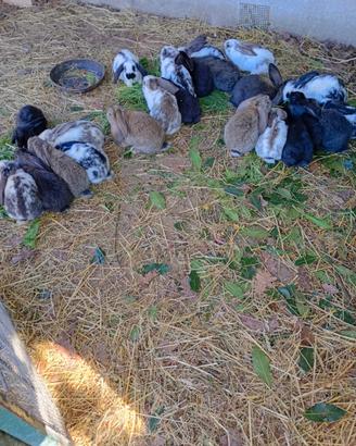Cuccioli di coniglio Ariete