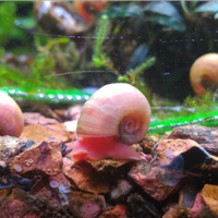 Lumache Planorbellae