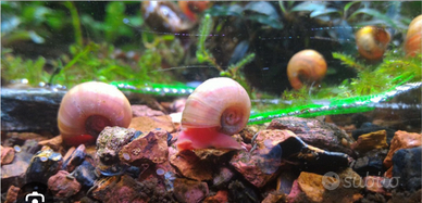 Lumache Planorbellae