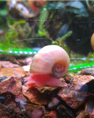 Lumache Planorbellae