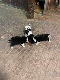 3 cuccioli di border collie (maschi)