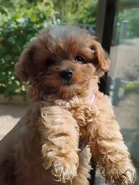 maltipoo maschio 