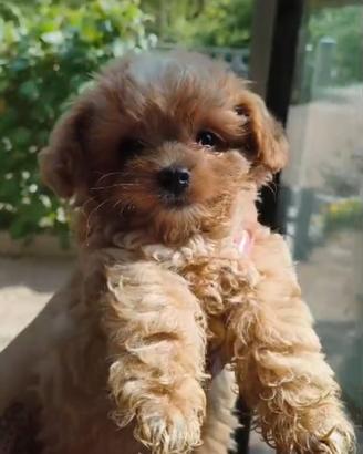 maltipoo maschio 