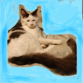 Maine Coon cucciolo bianco e nero