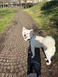 Cane akita