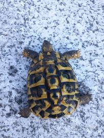 Testudo hermanni maschio fonte C