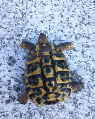 Testudo hermanni maschio fonte C
