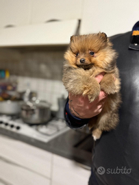 Cuccioli volpino Pomerania