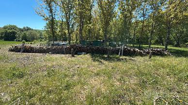500 quintali di legna di noce 