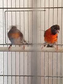Cardinalini del venezuela