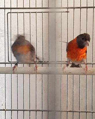 Cardinalini del venezuela