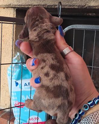Bassotti con pedigree arlecchino e choco