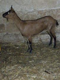 capra camosciata originale