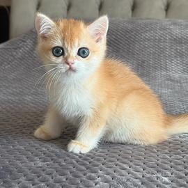 British shorthair black golden ny12