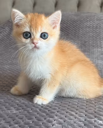 British shorthair black golden ny12