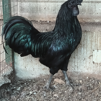 Pulcini di un mese e 20 giorni di cena o