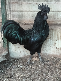 Pulcini di un mese e 20 giorni di cena o