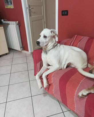 Cane da caccia