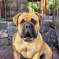 Bullmastiff