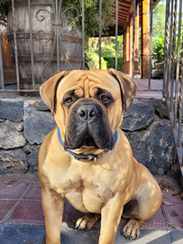 Bullmastiff