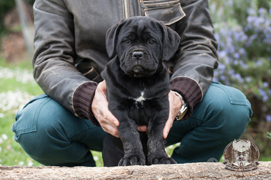 Cane Corso