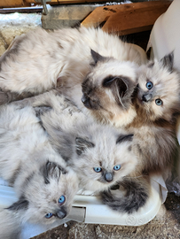 Himalayano / sacro di birmania