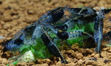 gamberetti per acquario caridine cambarellus