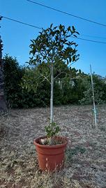 ficus