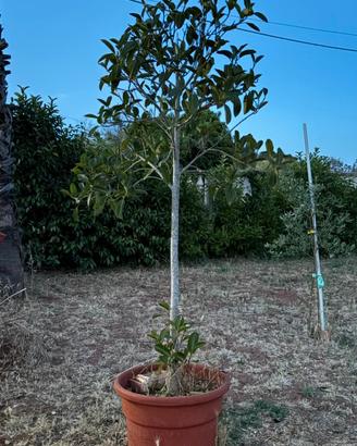 ficus
