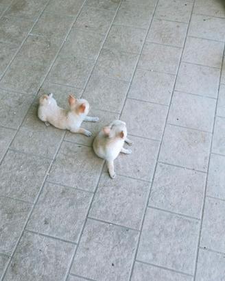Chiwawa