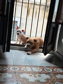 American bully pocket