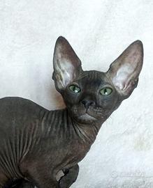 Gattino don sphynx 3 mesi nero