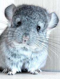 Cincillà cucciolo cucciola Angora