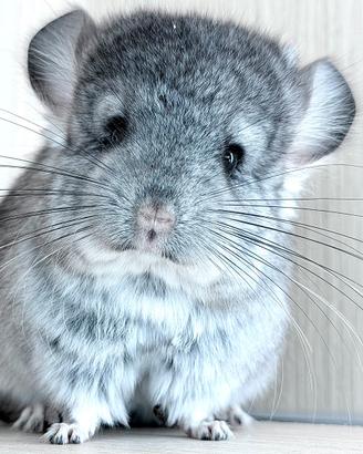 Cincillà cucciolo cucciola Angora