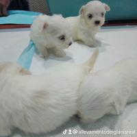 Maltese mini Toy coreano