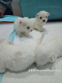 Maltese mini Toy coreano